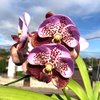 ВАНДА (VANDA Taveesuksa x Lenavat xPimchai Beauty) 